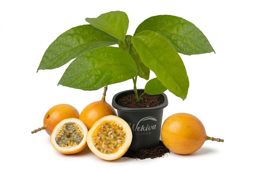 Giant Granadilla Passion Fruit Plant - 1 Live Plant in a 2 Inch Pot - Edible Tropical Vining Plant, Large Fruiting Passion Vine for Patio and Garden - Passiflora quadrangularis