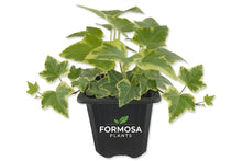 Golden English Ivy - 3 Live Plants in 3 Inch Pots - Easy Care Variegated Trailing Vine, Classic Indoor and Outdoor Houseplant - Hedera Helix
