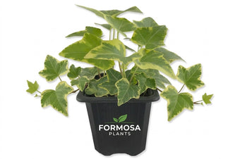 Golden English Ivy - 3 Live Plants in 3 Inch Pots - Easy Care Variegated Trailing Vine, Classic Indoor and Outdoor Houseplant - Hedera Helix