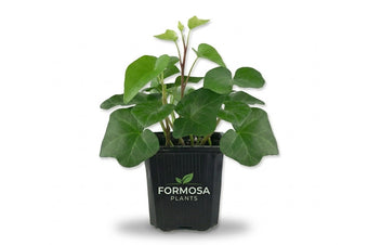 Green English Ivy - 1 Live Plant in a 3 Inch Pot - Easy Care Trailing Vine, Beautiful Indoor Houseplant - Hedera Helix