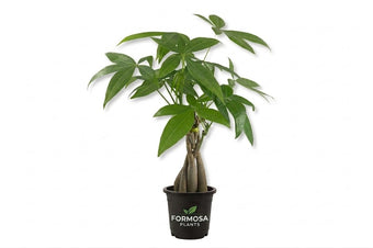 Money Tree Braid - 1 Live Plant in a 4 Inch Pot - Easy Care Braided Trunk Indoor Houseplant, Feng Shui Good Luck Plant - Pachira aquatica