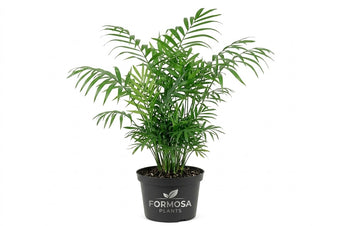 Parlor Palm - 1 Live Plant in a 4 Inch Pot - Easy Care Low Light Indoor Tropical Houseplant - Chamaedorea elegans