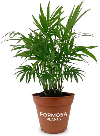 Parlor Palm - 2 Live Plants in 2 Inch Pots - Easy Care Low Light Indoor Tropical Houseplant - Chamaedorea elegans