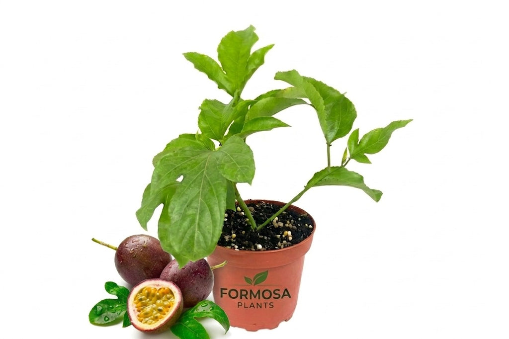 Passion Fruit Plant - 1 Live Plant in a 4 Inch Pot - Edible Tropical Vining Plant, Fast Growing Fruit Bearing Vine for Patio and Garden - Passiflora edulis
