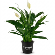Peace Lily - Live Plant in a 4 Inch Pot - Easy Care Air Purifying Indoor Houseplant - Spathiphyllum