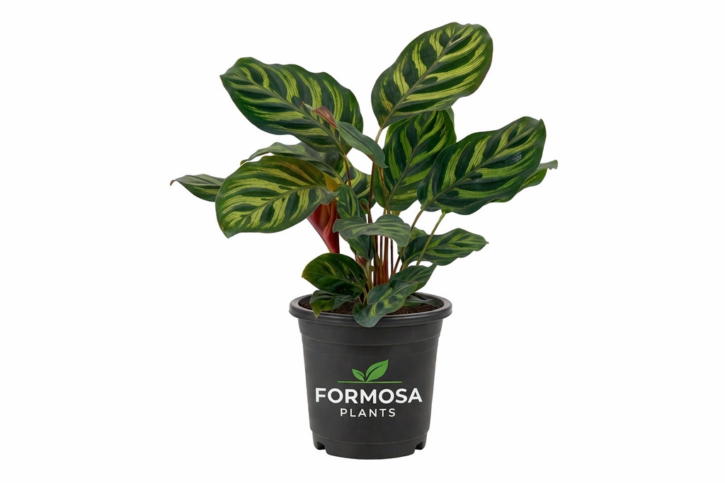 Peacock Plant - 1 Live Plant in a 4 Inch Pot – Low Light Air Purifying Tropical Decor Plant Beginner Friendly Easy Care Houseplant – Calathea Makoyana