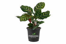 Peacock Plant - 1 Live Plant in a 4 Inch Pot – Low Light Air Purifying Tropical Decor Plant Beginner Friendly Easy Care Houseplant – Calathea Makoyana