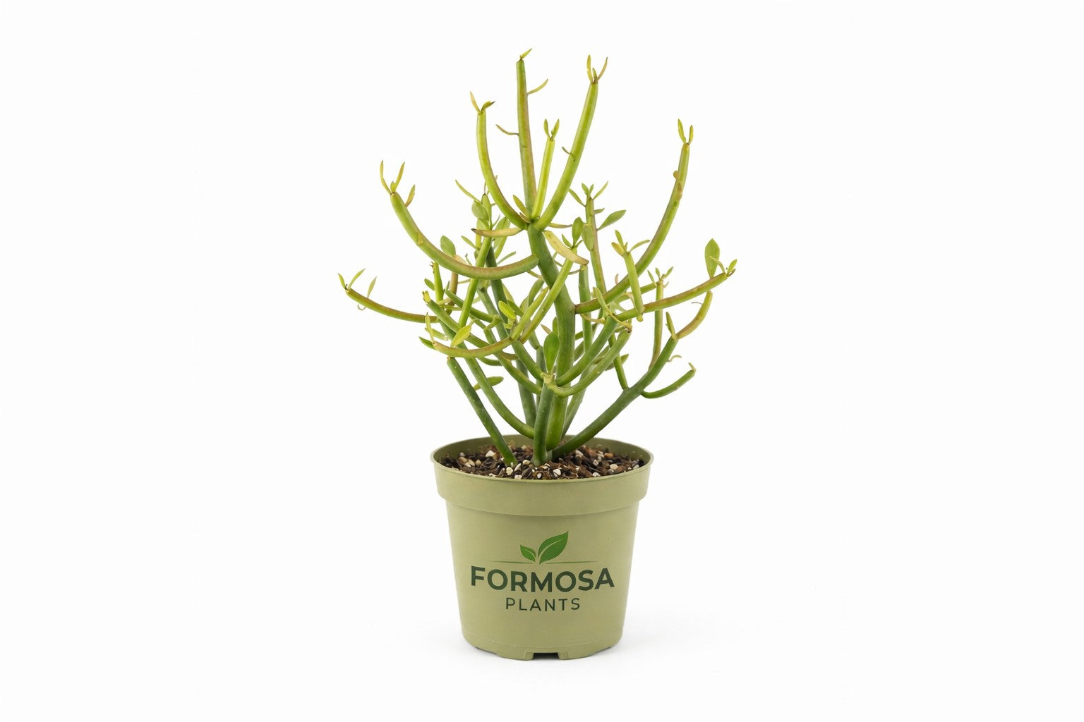 Pencil Cactus - 1 Live Plant in a 4 Inch Pot - Easy Care Drought Tolerant Succulent, Striking Indoor and Outdoor Plant - Euphorbia tirucalli
