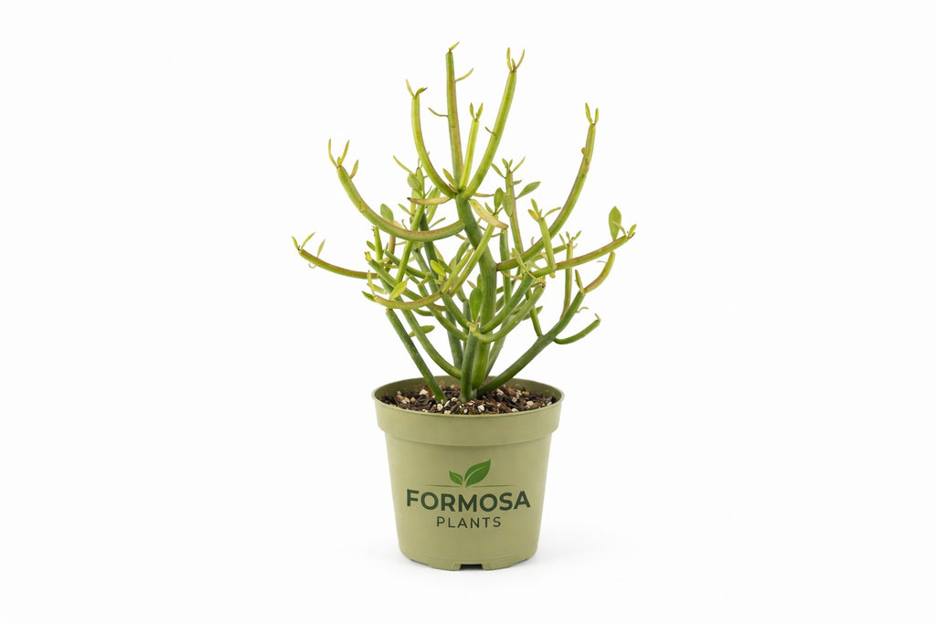 Pencil Cactus - 1 Live Plant in a 4 Inch Pot - Easy Care Drought Tolerant Succulent, Striking Indoor and Outdoor Plant - Euphorbia tirucalli