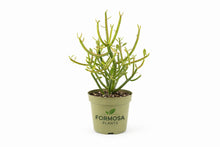 Pencil Cactus - 1 Live Plant in a 4 Inch Pot - Easy Care Drought Tolerant Succulent, Striking Indoor and Outdoor Plant - Euphorbia tirucalli