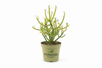 Pencil Cactus - 1 Live Plant in a 4 Inch Pot - Easy Care Drought Tolerant Succulent, Striking Indoor and Outdoor Plant - Euphorbia tirucalli