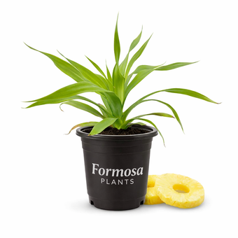 Pineapple Plant - Live Plant in a 4 Inch Pot - Tropical Fruit Bromeliad Indoor Outdoor Edible Plant - Ananas comosus (1)