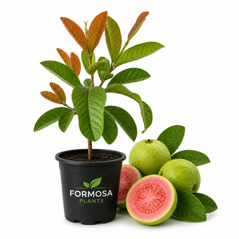 Pink Guava Tree - 1 Live Plant in a 4 Inch Pot - Edible Tropical Fruit Tree, Sweet Pink-Fleshed Guava for Patio and Garden - Psidium guajava