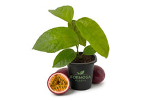 Purple Possum Passion Fruit Plant - 1 Live Plant in a 2 Inch Pot - Edible Tropical Vining Plant, Fast Growing Fruit Bearing Vine for Patio and Garden - Passiflora edulis