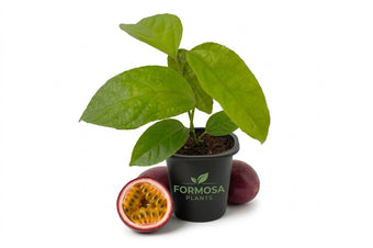 Purple Possum Passion Fruit Plant - 1 Live Plant in a 2 Inch Pot - Edible Tropical Vining Plant, Fast Growing Fruit Bearing Vine for Patio and Garden - Passiflora edulis