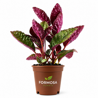 Purple Waffle Plant - 1 Live Plant in a 2 Inch Pot - Striking Metallic Purple Foliage, Easy Care Tropical Indoor Houseplant - Hemigraphis alternata