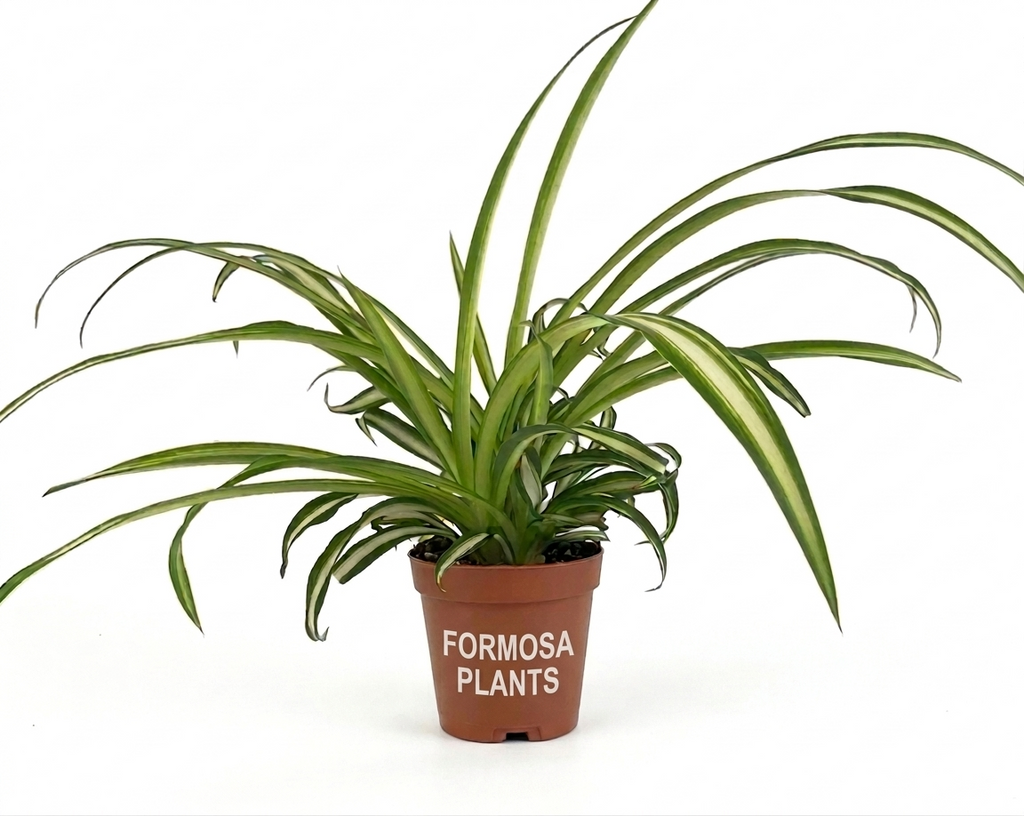 Spider Plant - Live Plant in a 2 Inch Pot - Easy Care Indoor Houseplant Foliage - Chlorophytum Comosum