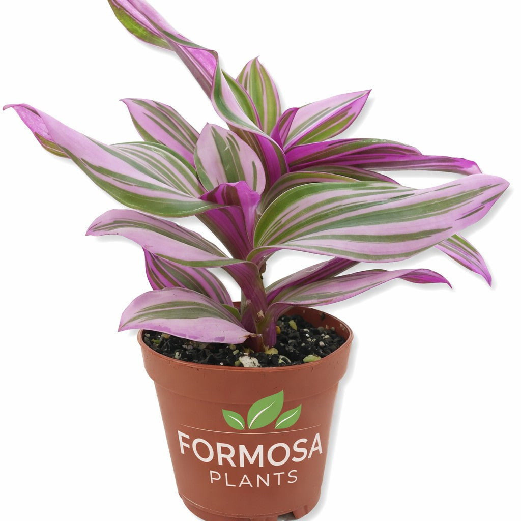 Tradescantia Nanouk - 1 Live Plant in a 2 Inch Pot - Vibrant Pink and Green Trailing Vine, Easy Care Colorful Indoor Houseplant - Tradescantia albiflora 'Nanouk'