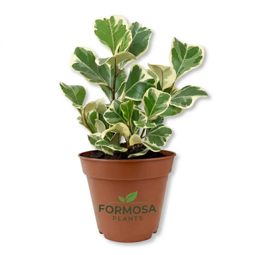 Triangle Ficus Tree - 1 Live Plant in a 2 Inch Pot - Rare Variegated Triangular Foliage, Easy Care Tropical Indoor Houseplant - Ficus triangularis