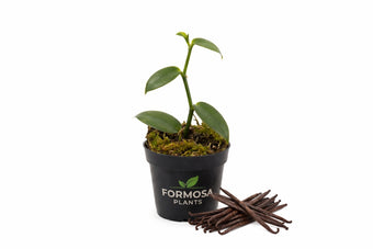 Vanilla Bean Plant - 2 Live Plants in 2 Inch Pots - Exotic Tropical Vining Orchid, Grow Your Own Vanilla Beans at Home - Vanilla planifolia