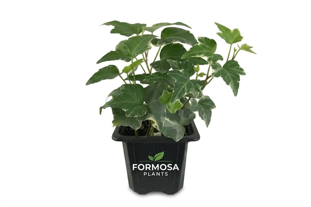 Variegated English Ivy - 4 Live Plants in 3 Inch Pots - Easy Care Trailing Vine, Green and White Variegated Indoor and Outdoor Houseplant - Hedera Helix
