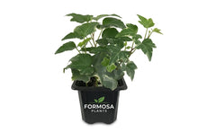 Variegated English Ivy - 4 Live Plants in 3 Inch Pots - Easy Care Trailing Vine, Green and White Variegated Indoor and Outdoor Houseplant - Hedera Helix