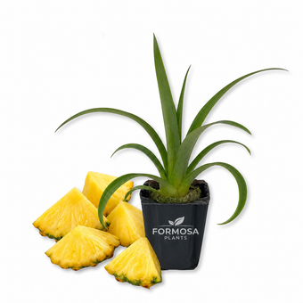 White Jade Pineapple Plant - 1 Live Plant in a 2 Inch Pot - Edible Tropical Fruit Plant, Fruit for Patio and Garden - Ananas comosus (1)