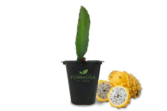 Yellow Dragon Fruit Plant - 1 Live Plant in a 2 Inch Pot - Edible Tropical Cactus Vine, Sweet White-Fleshed Cacti Fruit - Selenicereus megalanthus