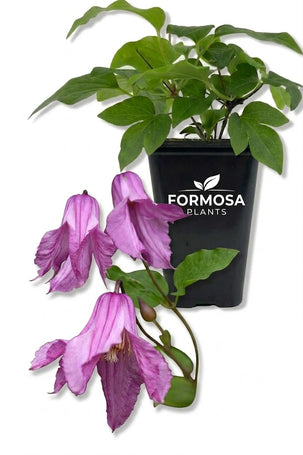 Alionushka Clematis - 1 Live Plant in a 2 Inch Pot - Rare Pink Bell Flowering Garden Starter Plant - Clematis integrifolia 'Alionushka'